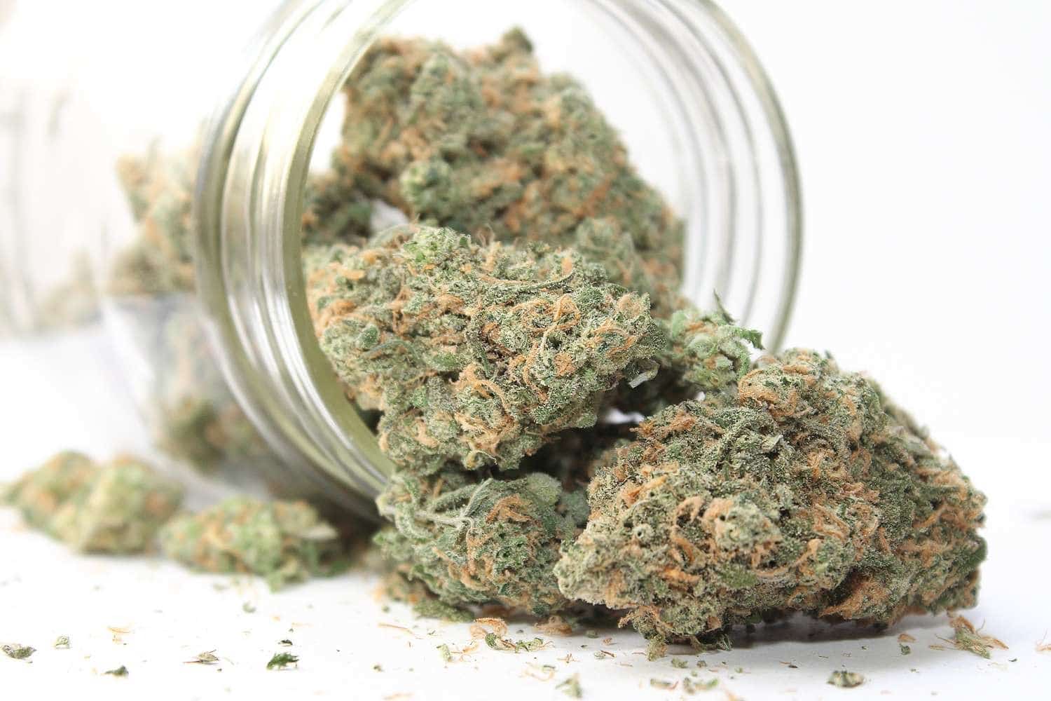 White Widow