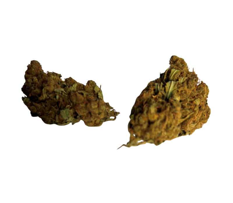 amnesia haze budget