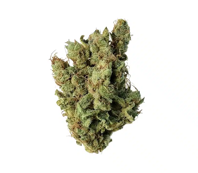 amnesia haze sativa