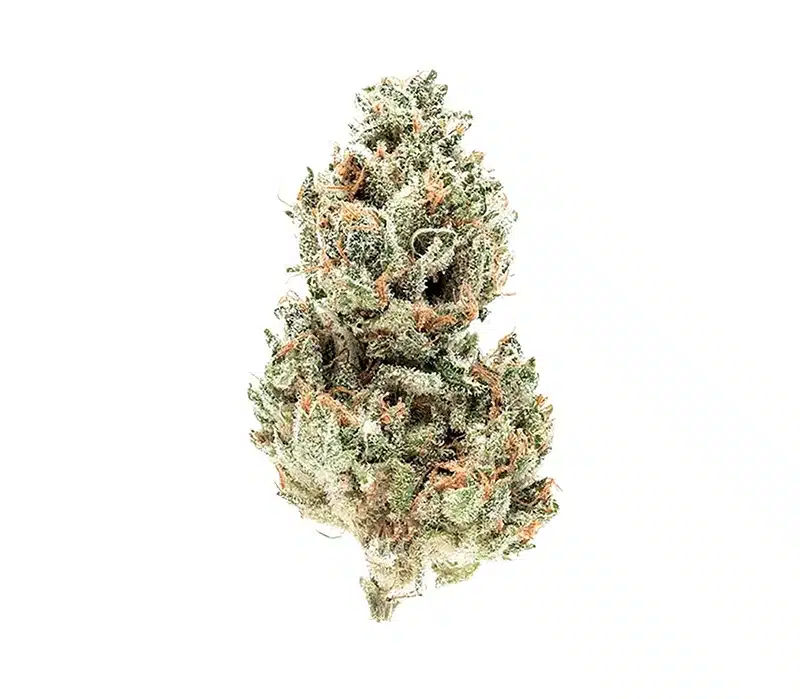 super silver haze sativa