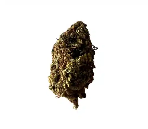 chocolope outdoor